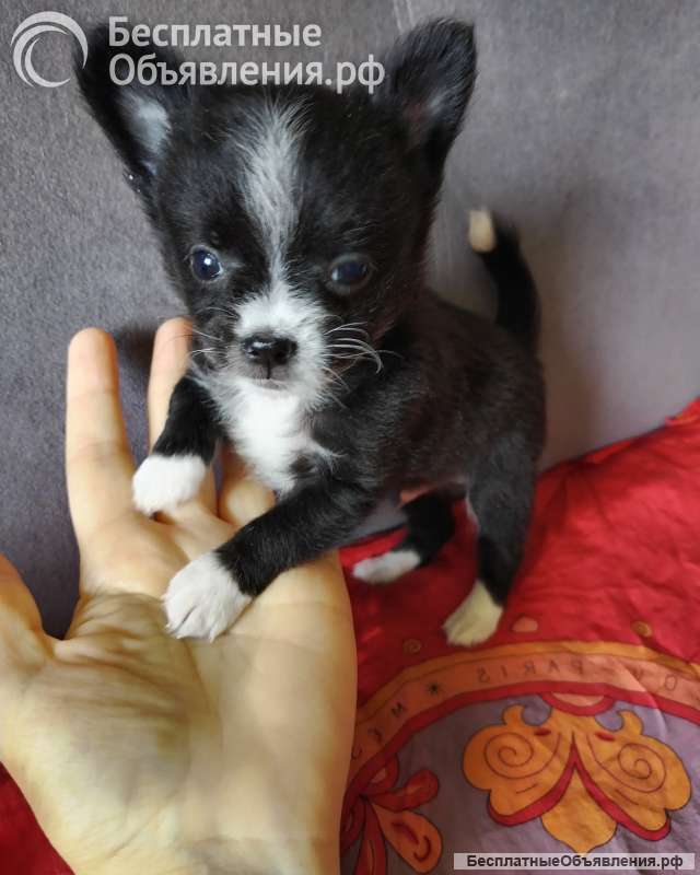 Чихуашечки щеночки в хорошие руки