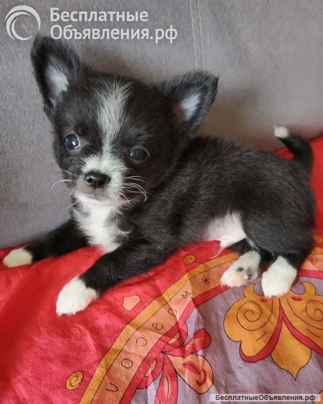 Чихуашечки щеночки в хорошие руки