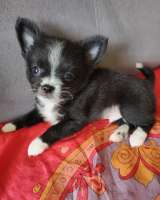 Чихуашечки щеночки в хорошие руки