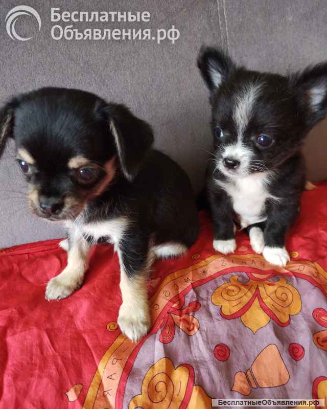 Чихуашечки щеночки в хорошие руки