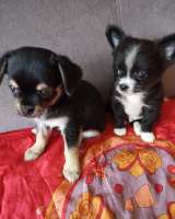 Чихуашечки щеночки в хорошие руки