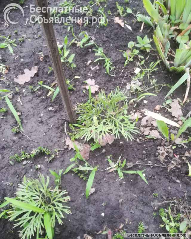 Пион узколистный