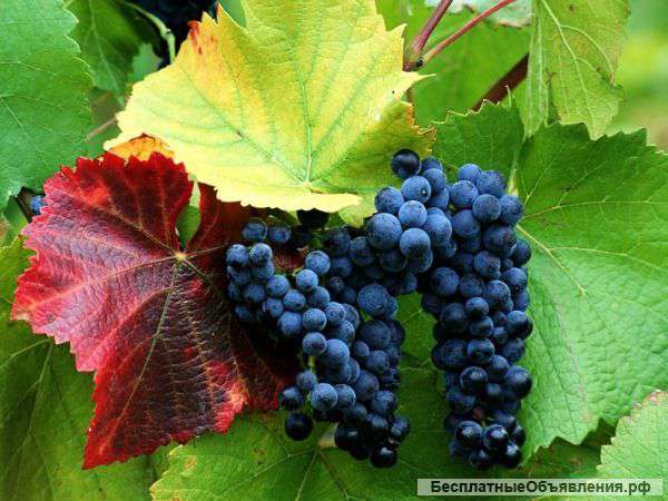 Антоцианин