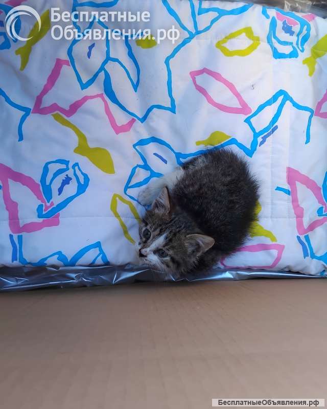 Котёночек в добрые ручки