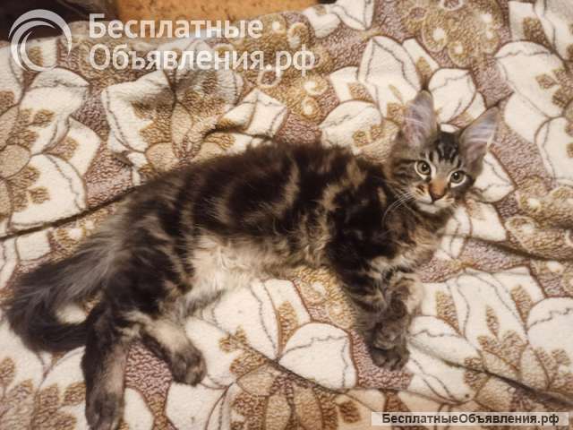 Котята-котики породы мейн-кун мраморного окраса