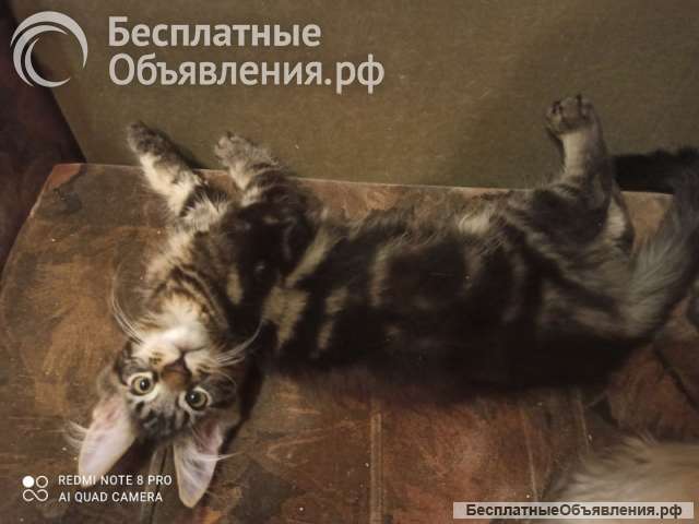 Котята-котики породы мейн-кун мраморного окраса
