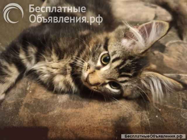 Котята-котики породы мейн-кун мраморного окраса