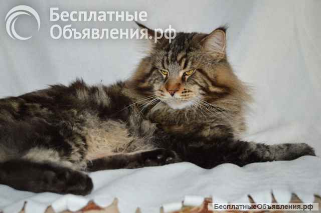 Котята-котики породы мейн-кун мраморного окраса