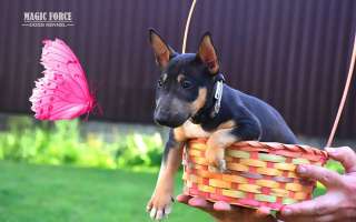 Клубные щенки бультерьера