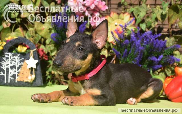 Клубные щенки бультерьера