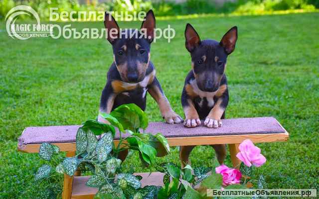 Клубные щенки бультерьера