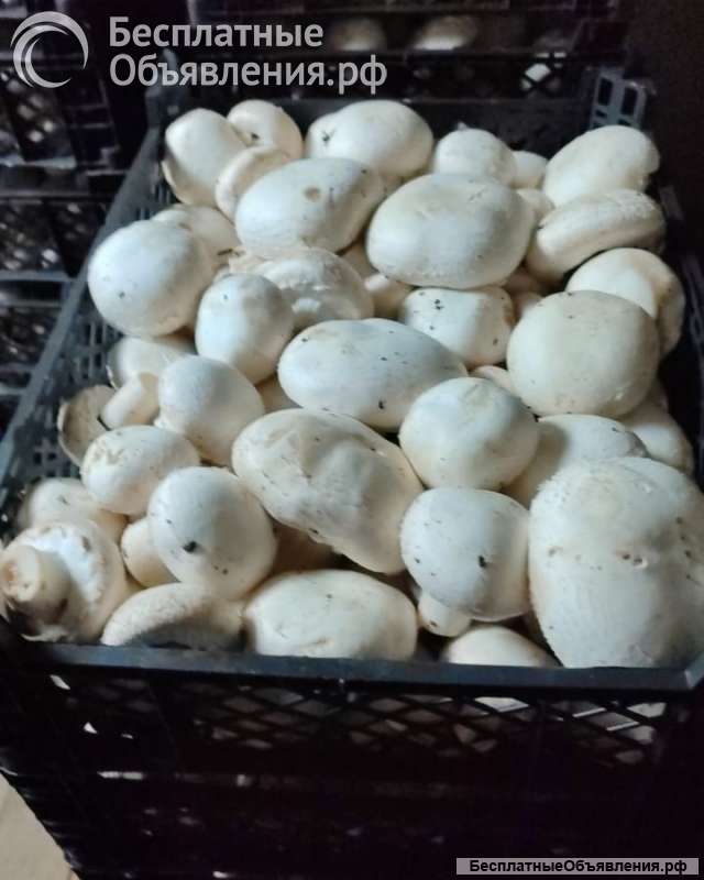 Грибы шампиньоны