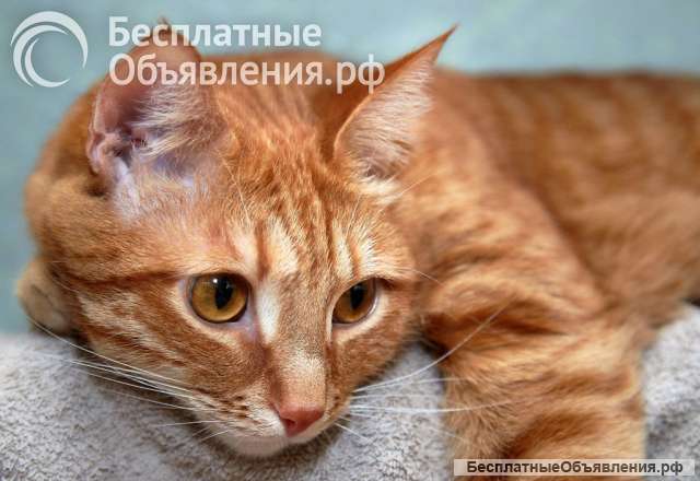 Кошечка молодая профессионально ловит мышей