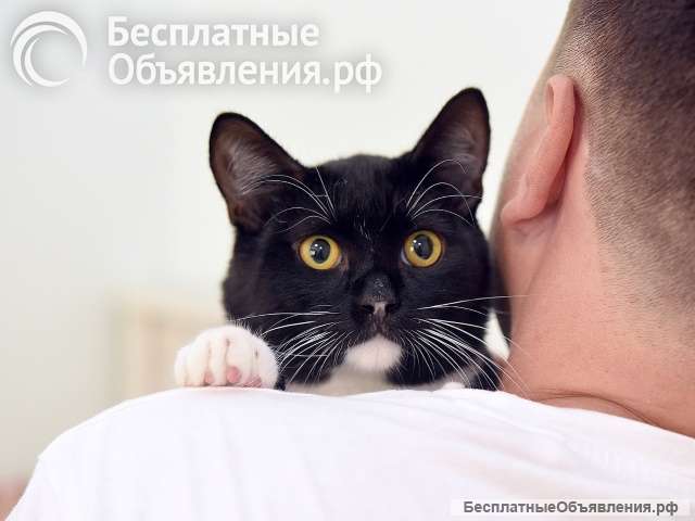 Ласковый, игривый котик-подросток Жучок в добрые руки