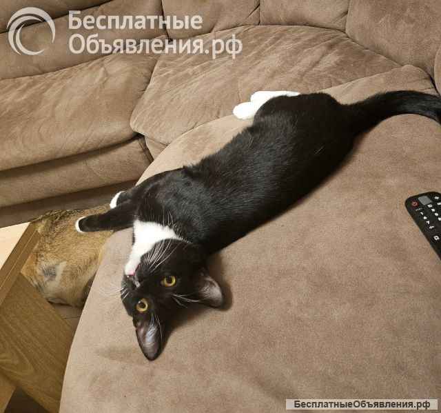 Ласковый, игривый котик-подросток Жучок в добрые руки