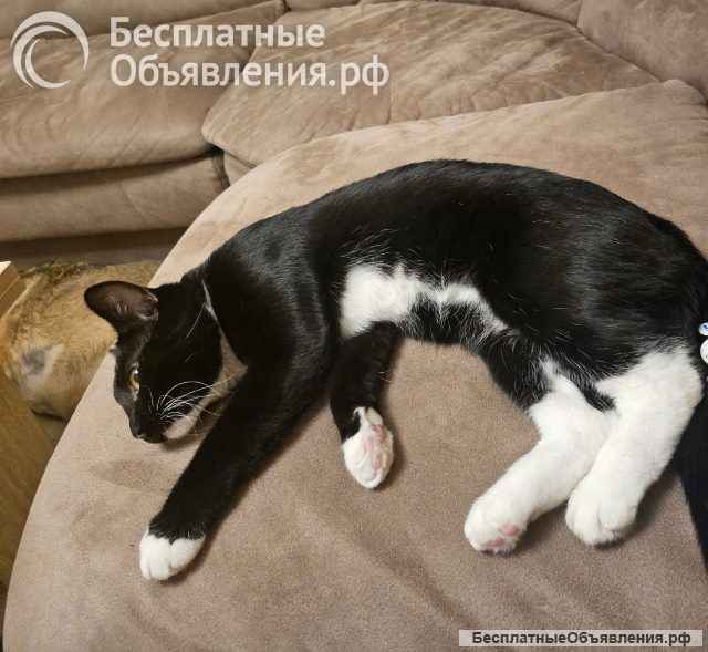 Ласковый, игривый котик-подросток Жучок в добрые руки