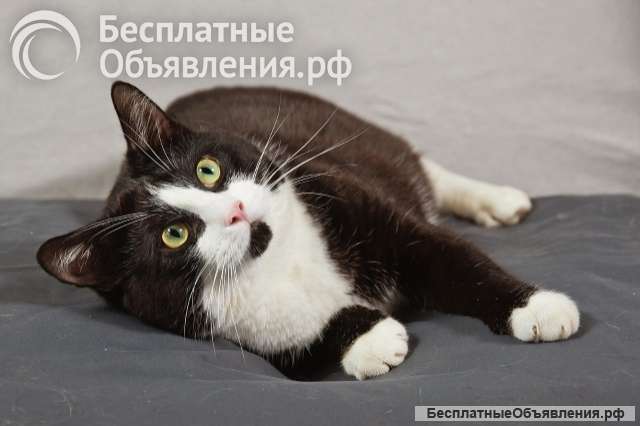 Котопес Греф, молодой, ласковый умнейший котик в добрые руки