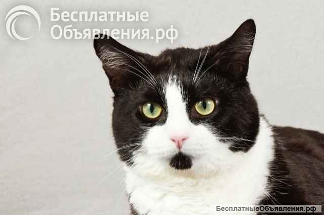 Котопес Греф, молодой, ласковый умнейший котик в добрые руки