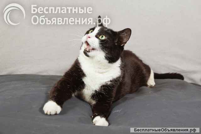 Котопес Греф, молодой, ласковый умнейший котик в добрые руки