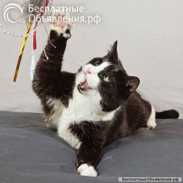 Котопес Греф, молодой, ласковый умнейший котик в добрые руки