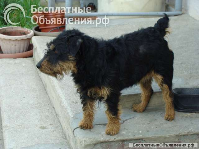 Потерялась маленькая собачка