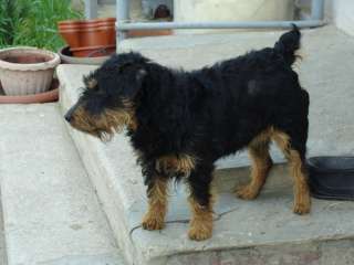 Потерялась маленькая собачка