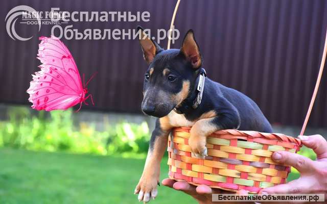 Щенки клубные бультерьера продажа