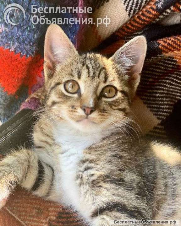 Желтоглазое чудо, очаровательный домашний котенок Том в добрые руки