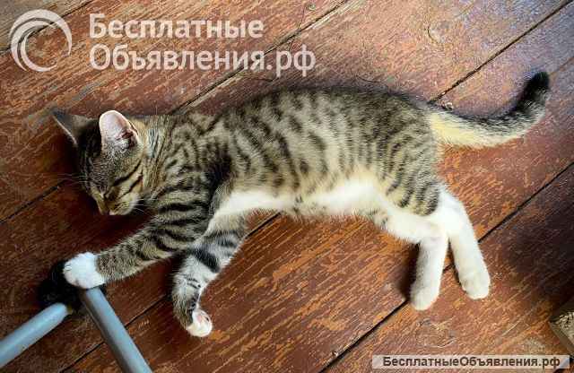 Желтоглазое чудо, очаровательный домашний котенок Том в добрые руки