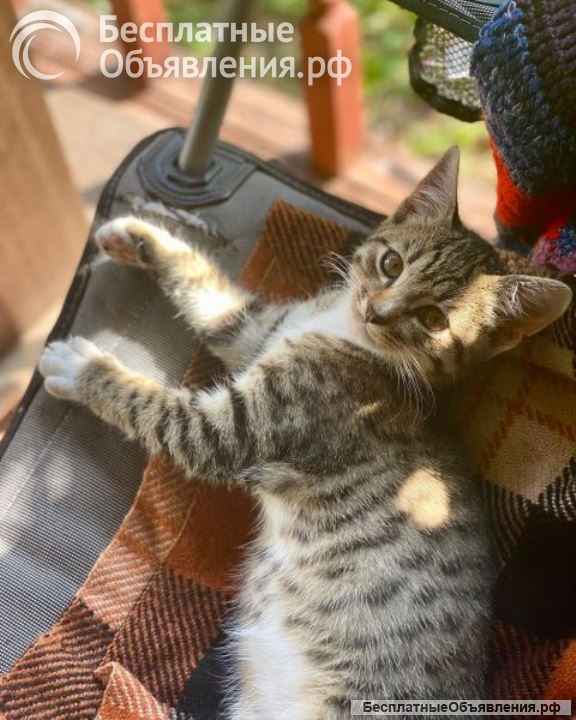 Желтоглазое чудо, очаровательный домашний котенок Том в добрые руки