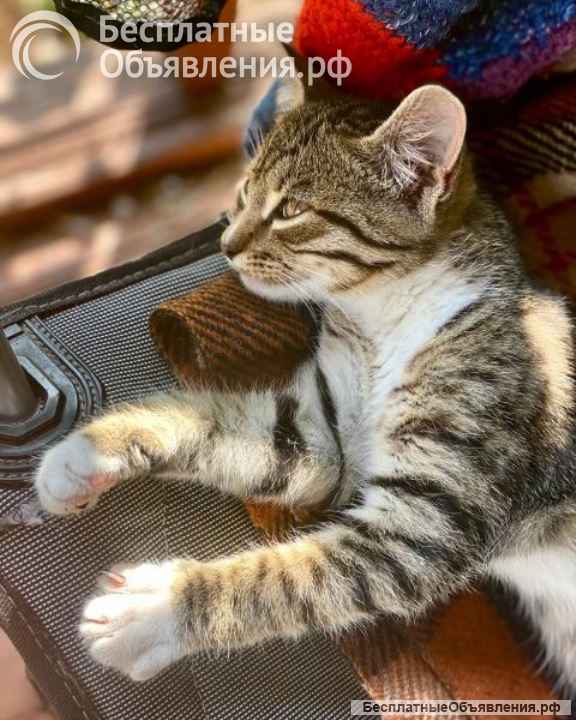 Желтоглазое чудо, очаровательный домашний котенок Том в добрые руки