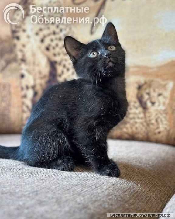 Очаровательные домашние котята, мальчик и девочки в добрые руки