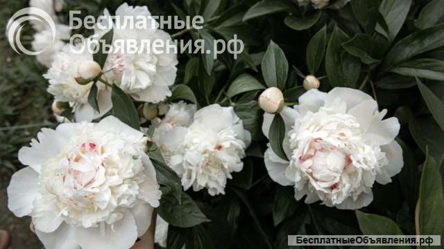 Репетитор по биологии