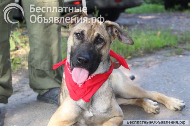 Шикарная собака щенок подросток Альма ищет дом