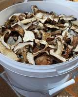 Грибы сушеные