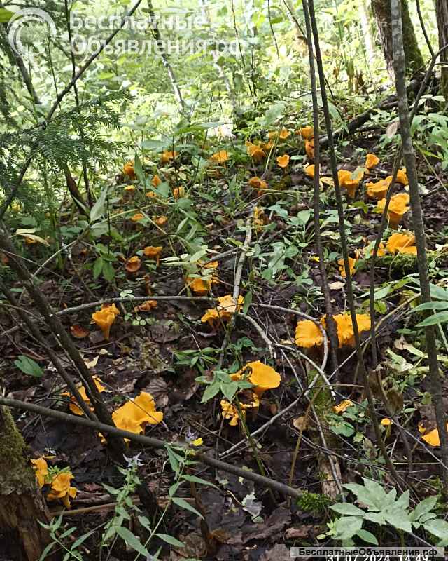 Грибы сушеные