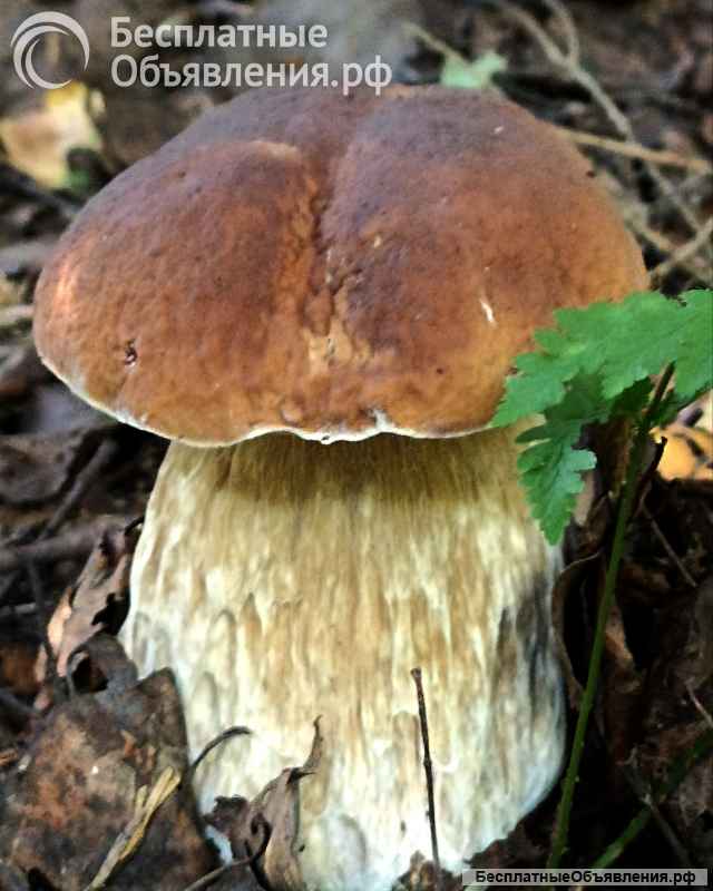 Грибы сушеные