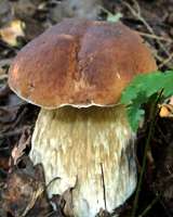 Грибы сушеные