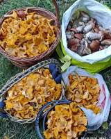 Грибы сушеные