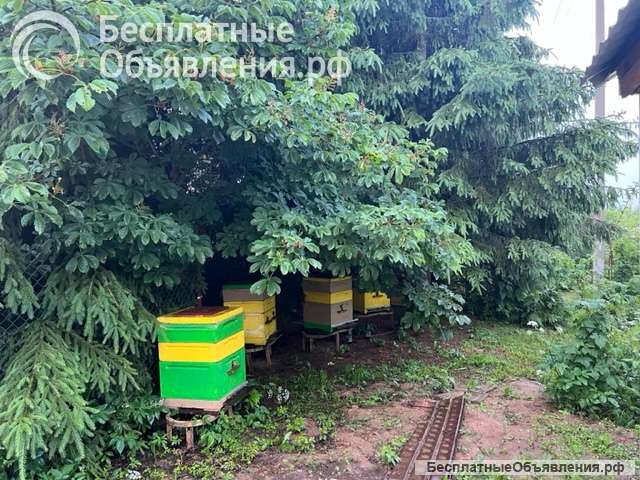Мед из личной пасеки клинского района