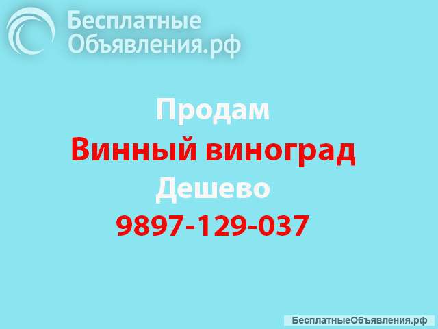 Винный виноград Дешево