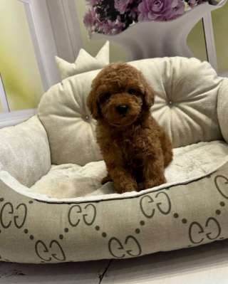 Той Пудель (девочка)