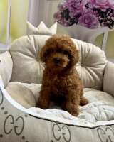 Той Пудель (девочка)