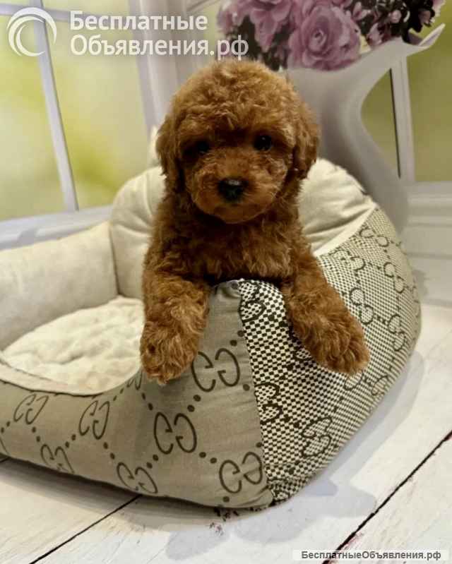 Той Пудель (девочка)