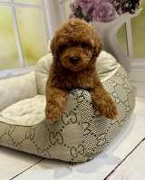 Той Пудель (девочка)