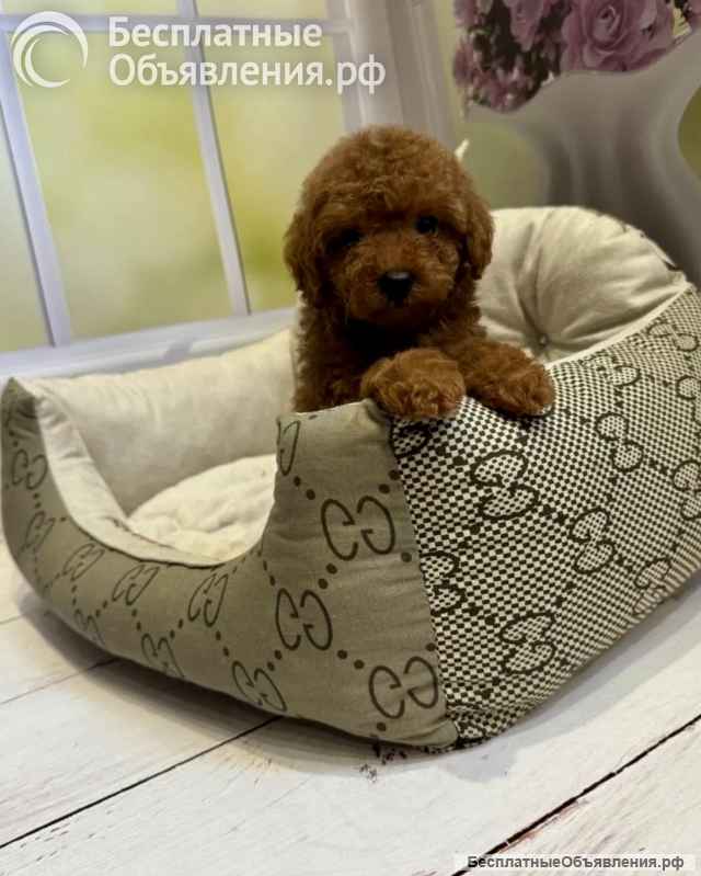 Той Пудель (девочка)