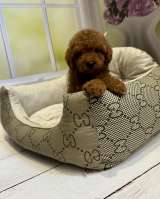 Той Пудель (девочка)