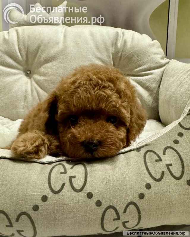 Той Пудель (девочка)