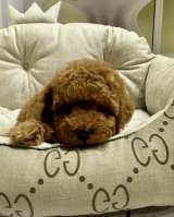 Той Пудель (девочка)