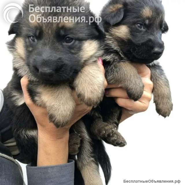 Щенки немецкой овчарки чистокровные